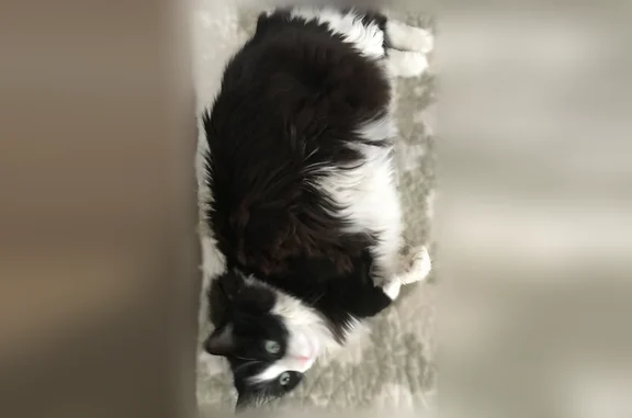 Animaux perdus Montastruc-la-Conseillère, photo: Chat perdu, Rue des Violettes, 27, Roquesérière, Montastruc-la-Conseillère — chatte noire et blanche