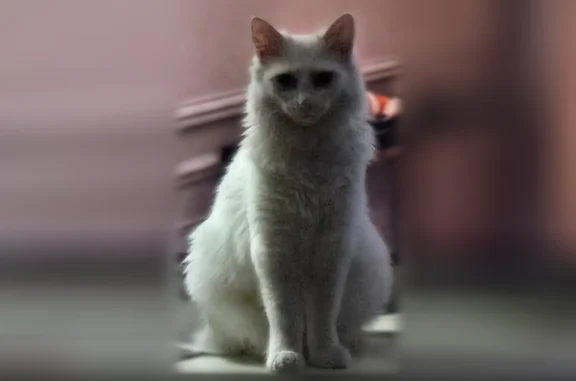 Animaux perdus La Rochelle, photo: Perdu chat femelle, Rue de Provence, 1, La Rochelle - petite taille, yeux bleus