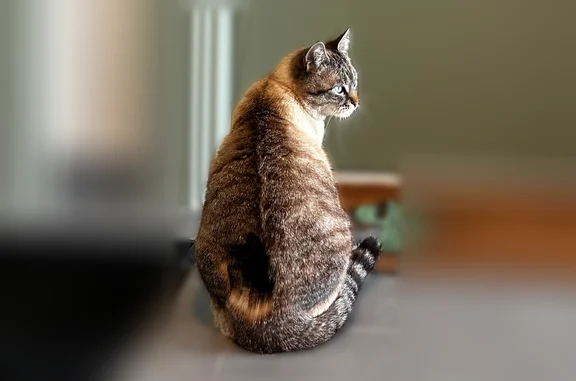 Chat perdu, Paris — gris/lila tigré, très affectueux - photo