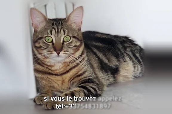Chat perdu, Saint-Denis, photo: Chat perdu, Rue du Languedoc, 12, Saint-Denis - mâle, très peureux
