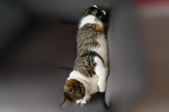 Chat perdu, Résidence Léon Le Bouteiller, Montsurvent, Gouville-sur-Mer - tigré avec beaucoup de blanc - photo