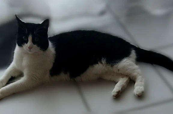 Animaux perdus Bailly-Romainvilliers, photo: Chat perdu, Boulevard des Écoles, 18, Bailly-Romainvilliers - femelle