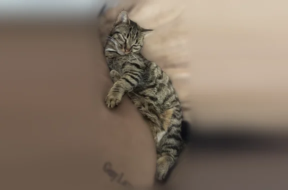 Animaux perdus Paris, photo: Perdu chat femelle, Rue James Schwob, Saint-Eustache-la-Forêt, Paris - très câline et très timide