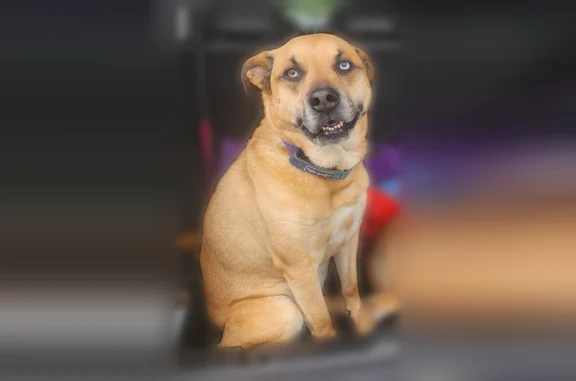 Lost dog, Luzerne Avenue, 5, Elysburg, Pittsburgh - female, different colored eyes - photo