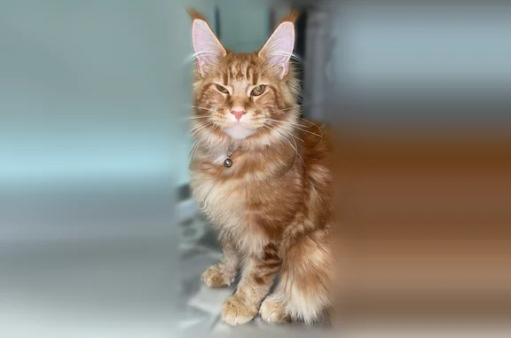 Animaux perdus Avion, photo: Chat perdu, Avion, Hauts-de-France - mâle Maine Coon roux, sans collier
