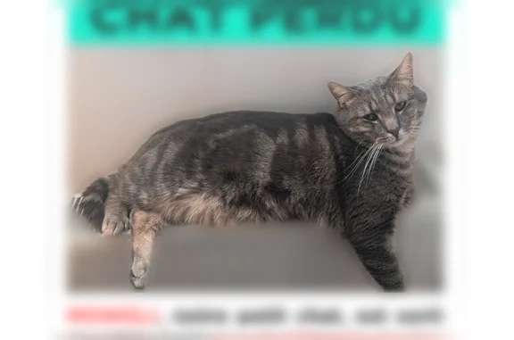 Chat perdu, Rue du Chemin de Fer, Lille - photo