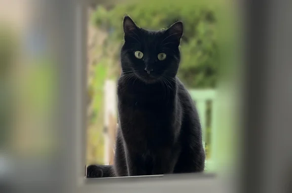 Animaux perdus Paris, photo: Chat perdu, Rue des Écoles, 11E, Charnay-lès-Mâcon, Paris - femelle, pelage blanc et marron rayé