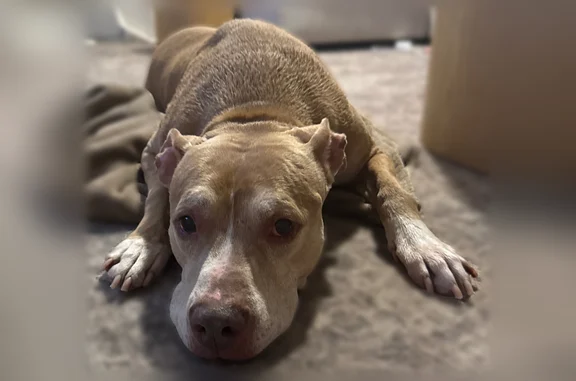 Found pets Dallas, photo: Found dog, South Merrifield Road, 4868, Dallas - female pitbull, 11 years old
