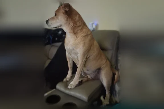 Lost dog, Epilogue Lane, Orlando - light brown male - photo