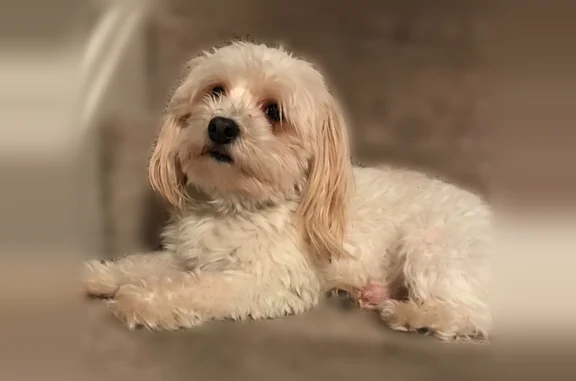Lost dog, Garfield Heights, Ohio - male - photo