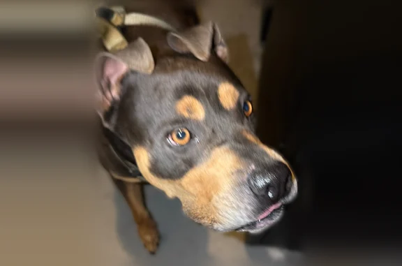Found pets Chesapeake, photo: Found dog, Lindale Drive, 1116, Chesapeake, Chesapeake — male, knows basic commands