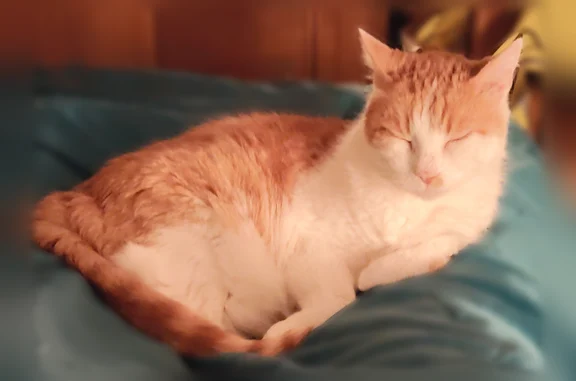 Chat perdu, Rue de la Valette, 21, Laval - mâle européen roux et blanc - photo
