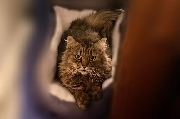 Lost cat, Jefferson Street, North Andover, Lawrence - female Maine Coon, green eyes - photo
