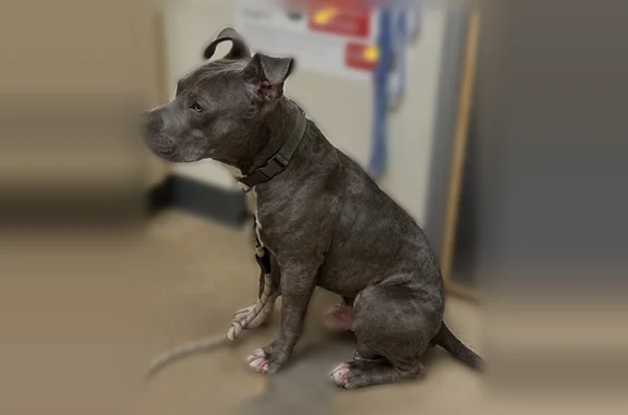 Lost dog, Northwest 23rd Street, 5600 1/2, Oklahoma City - male - photo