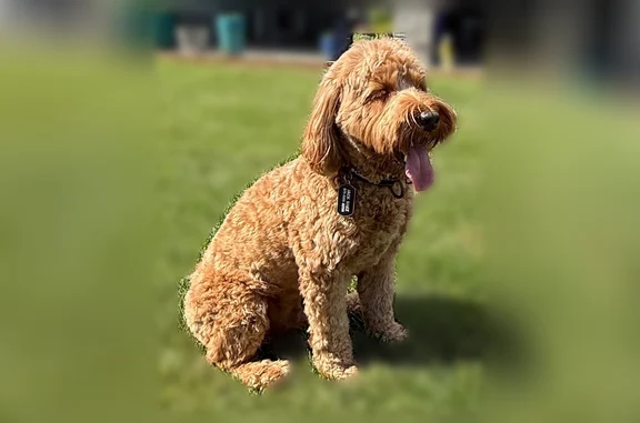 Lost dog, Pony Place Southeast, 6629, Arlington - scared and recently moved from Texas - photo