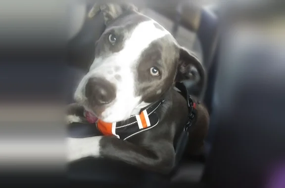 Lost dog, Maple Branch Road, 652, Sparta, Crossville - male - photo