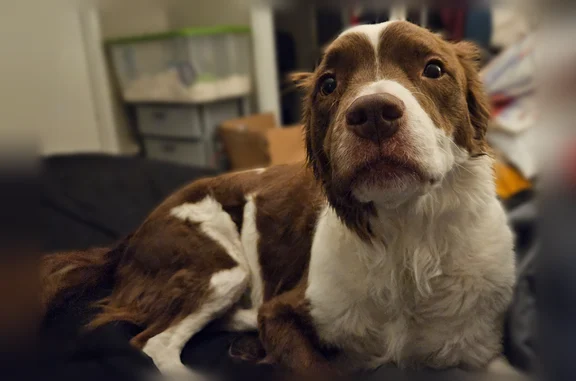 Missing dog Slaton, photo: Lost dog, South 12th Street, 600, Slaton - female, microchipped, wearing a collar with ID tags