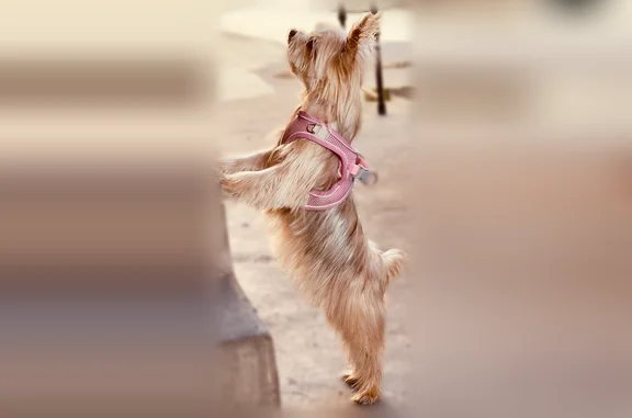 Lost dog, East Louise Street, 266, Long Beach - female - photo