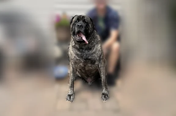 Missing dog Cass Lake, photo: Lost dog, 317th Avenue, Farris, Cass Lake - very large, yellow collar