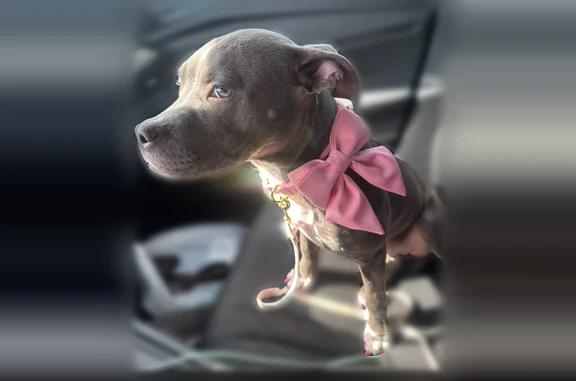 Lost dog, Douglas Drive North, 10251, Brooklyn Park - female, pink collar - photo