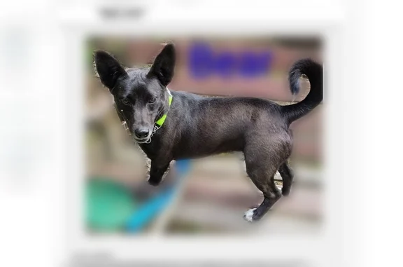 Missing dog Mount Ida, photo: Lost dog, Hwy 27 and 88 bridge by Lake Quichta, Mount Ida, Arkansas - male