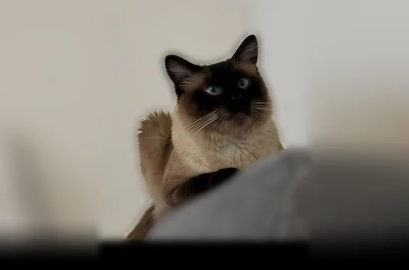 Animaux perdus Paris, photo: Chat perdu, Paris - mâle ragdoll ressemblant à un siamois