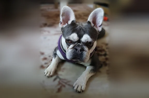 Lost dog, Fulton Grove Road, 3808, Cincinnati - female - photo