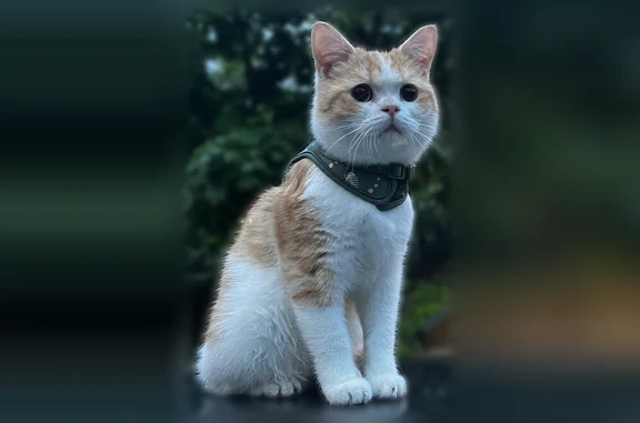 Lost cat, 51st Avenue, 217-46, New York - male - photo