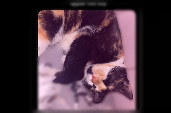 Animaux perdus Yutz, photo: Chat perdu, Rue de Bretagne, 15, Yutz - femelle