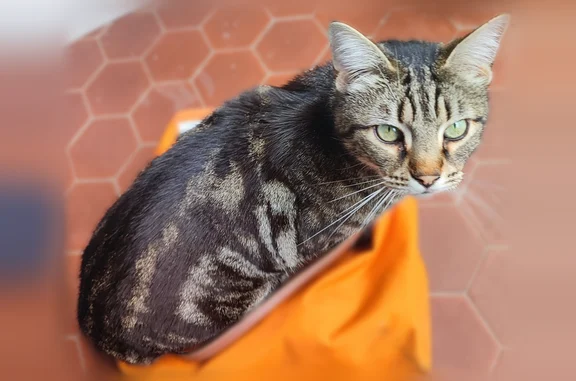 Animaux perdus Ramonville-Saint-Agne, photo: Chat perdu, Place Marnac, 10, Ramonville-Saint-Agne - mâle tigré gris