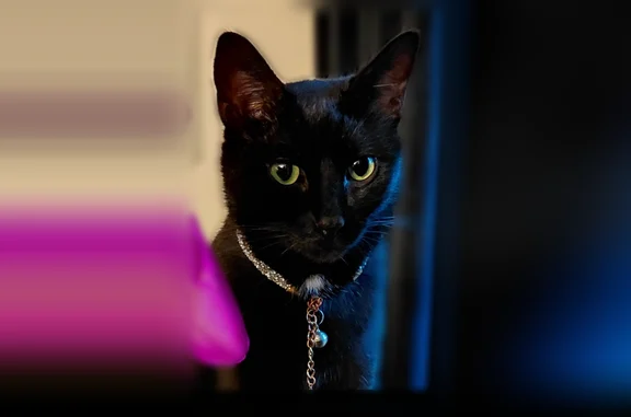 Lost cat, female, Kelley Chapel Road, 2819, Decatur - very black shiny coat - photo