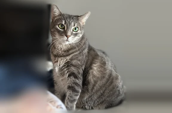 Lost cat, female, Kensington Court, Philadelphia - gray and white tabby with green eyes - photo