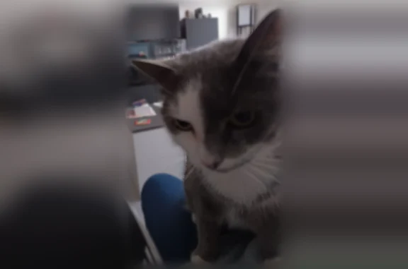 Animaux perdus Draguignan, photo: Chat perdu, Boulevard Bernard de Trans, Draguignan - femelle grise et blanche