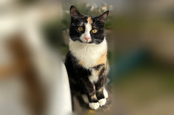 Animaux perdus Paris, photo: Chat perdu, Rue du Docteur Boulland, Limoges, Paris - femelle, yeux très clairs jaunes/oranges