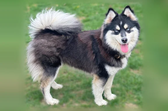 Animaux perdus Montluçon, photo: Perdu chien femelle, Rue Jean Monnet, 4, Romagnat, Montluçon - taille moyenne