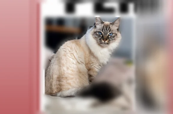 Animaux perdus Chilly-Mazarin, photo: Chat perdu mâle, Impasse du Pressoir, Le Crès, Chilly-Mazarin - yeux bleus