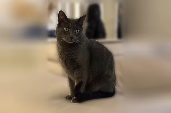 Animaux perdus Roissy-en-Brie, photo: Chat perdu, Rue du Bois Rosalie, 28, Roissy-en-Brie - mâle, pelage entièrement gris