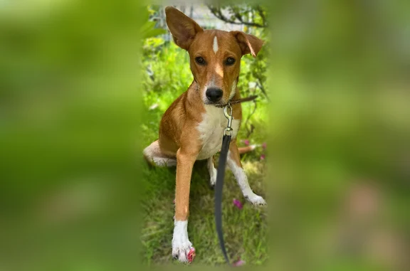 Animaux perdus Bron, photo: Perdu chien femelle, Route de Chez Christin, 579, Bron - chienne craintive