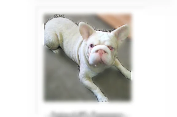 Lost dog, male, Kirk Street, 1228, Channelview - black collar, bad vision - photo