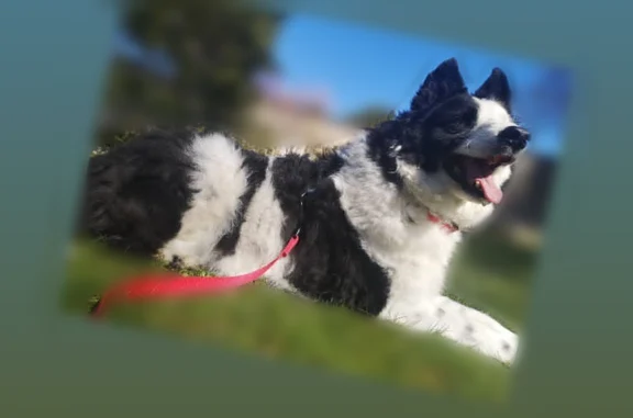 Chien perdu, Rue Saint-Pierre, 9, Ambert - mâle Border Collie noir et blanc - photo