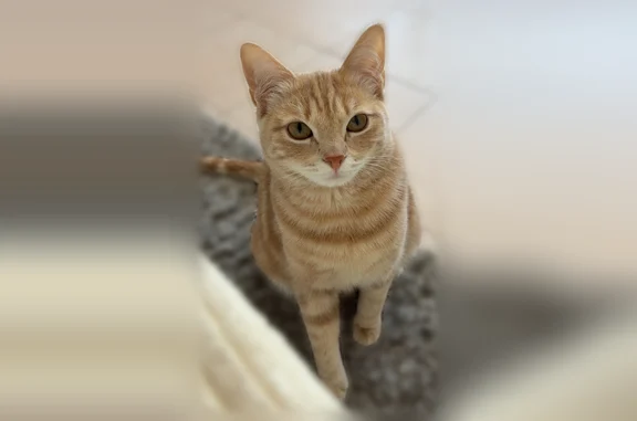 Animaux perdus Savigny-sur-Orge, photo: Chat perdu, Boulevard des Belges, 32, Savigny-sur-Orge - femelle, poils courts, tête ronde