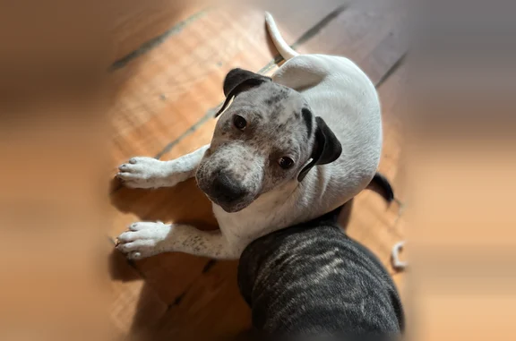 Lost dog, female, East Webster Road, Flint - 5-month-old puppy - photo