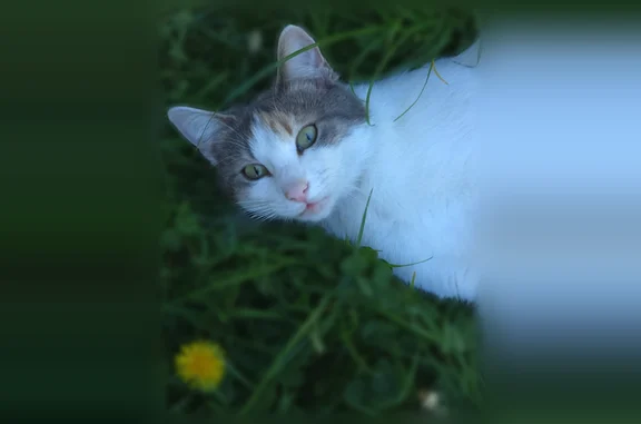 Animaux perdus Reims, photo: Perdu chat femelle, Rue de la 12e Escadre d'Aviation, 17, Reims, Reims - tatouage 330RFD