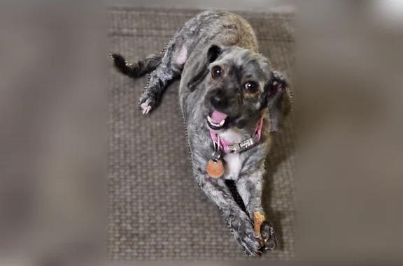 Missing dog Upper Lake, photo: Lost dog, female, Upper Lake, California - pink collar