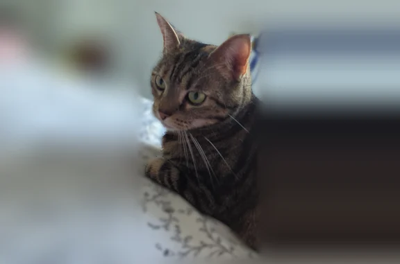 Animaux perdus Krautergersheim, photo: Chat perdu, Rue des Hérons, Krautergersheim - femelle tigrée aux yeux verts