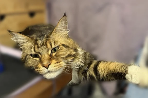 Animaux perdus Champigny-sur-Marne, photo: Chat perdu, Chemin d'Exploitation, 25, Champigny-sur-Marne - mâle, grand chat à poil long