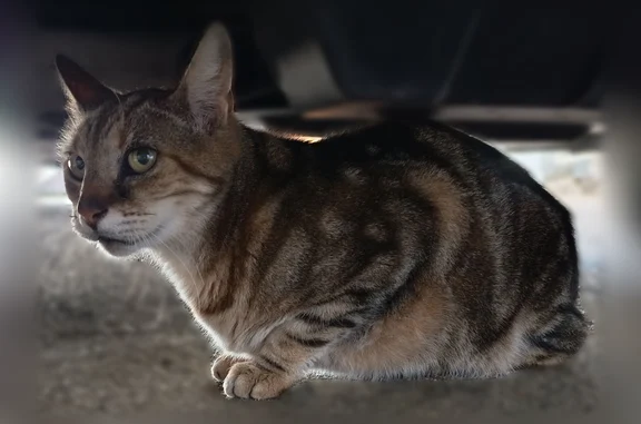 Animaux trouvés Paris, photo: Trouvé chat, Rue du Travail, Lingolsheim, Paris - tigré, yeux verts