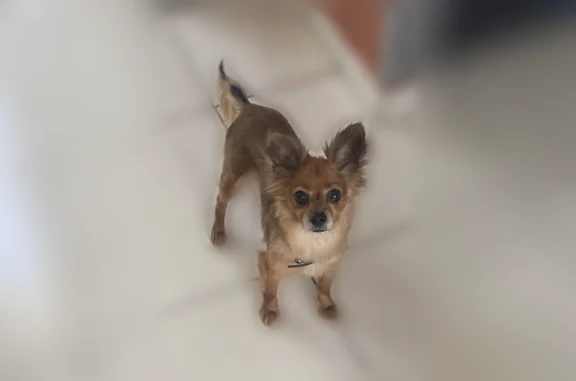 Animaux perdus Saint-Étienne, photo: Chien perdu, femelle, Sury-aux-Bois, Saint-Étienne - chihuahua marron