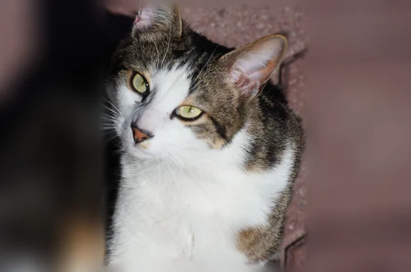 Chat perdu, Rue du 8 Mai 1945, 33, Les Aix-d'Angillon - tricolore, mâle - photo