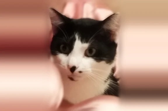 Animaux perdus Richemont, photo: Chat perdu, Richemont, Grand Est - mâle castré et pucé